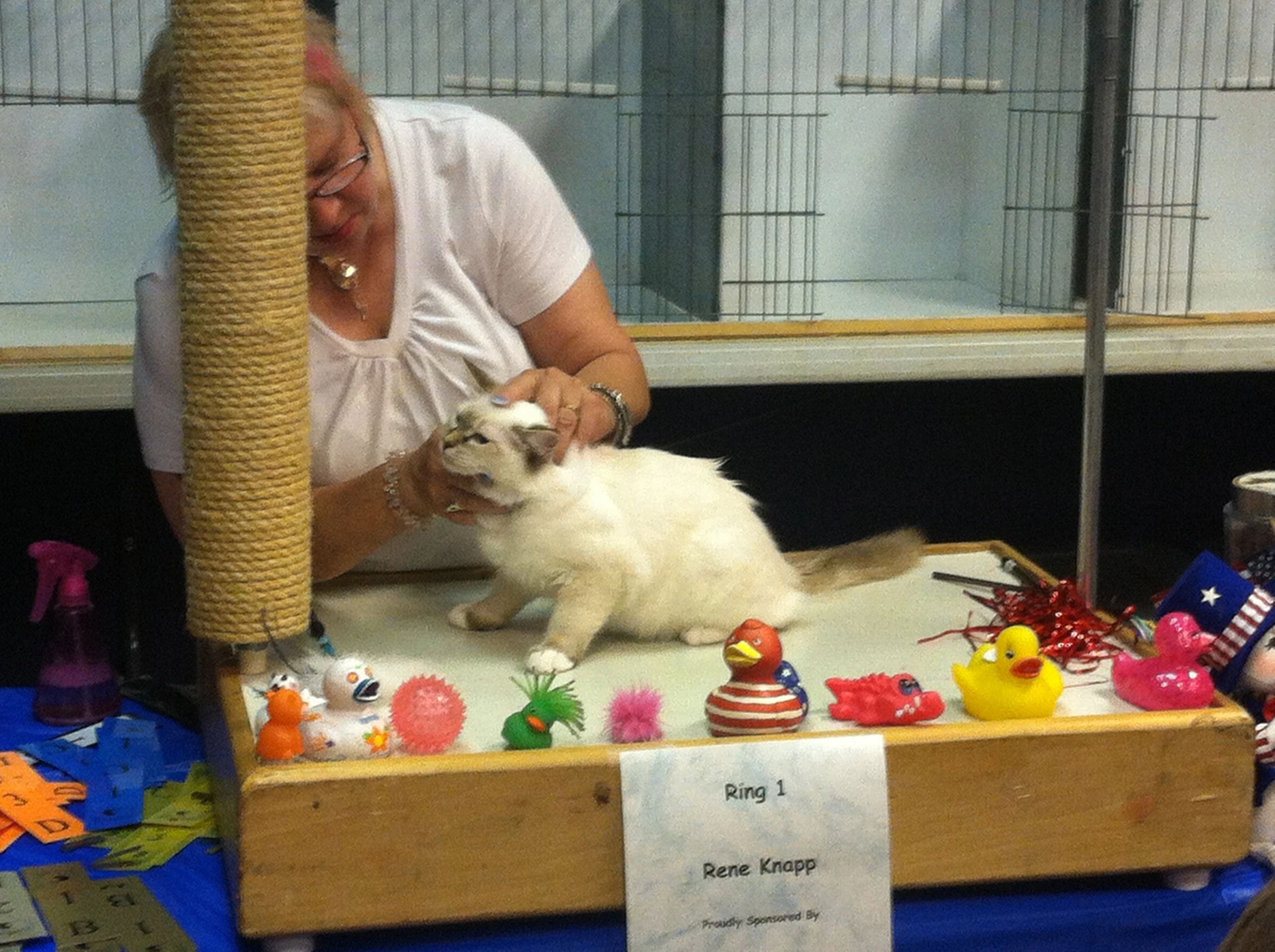 Ragdoll cat at show exhibition