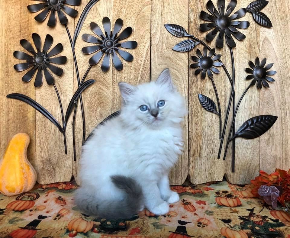 Ragdoll kitten with autumn decorations
