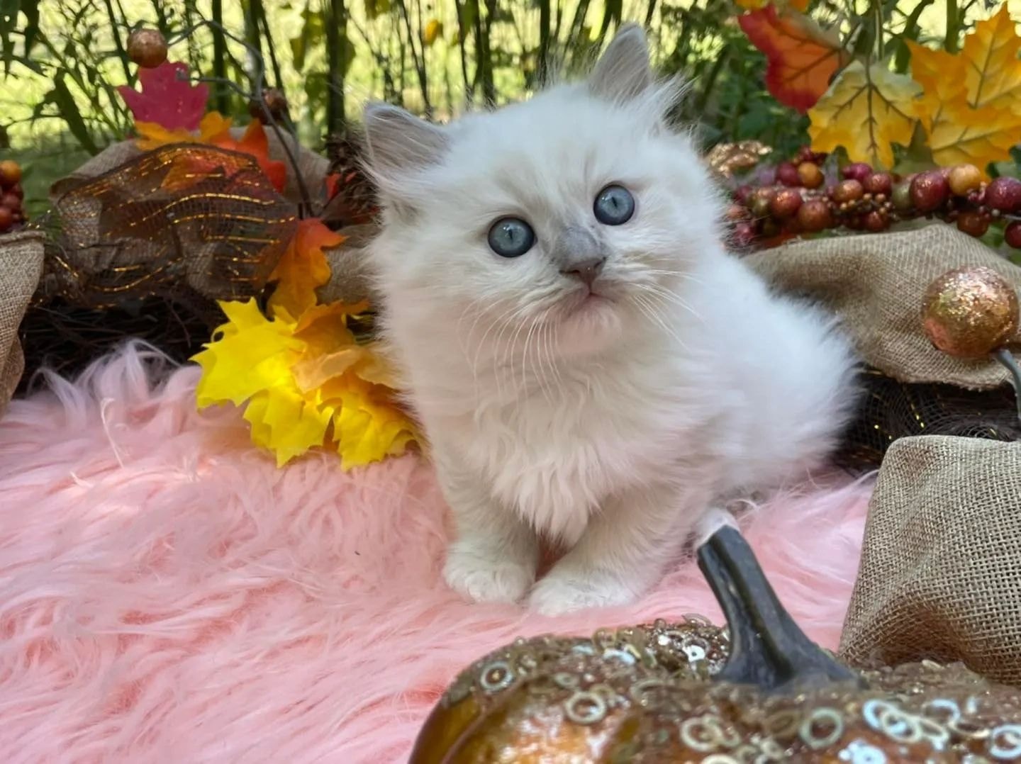 Ragdoll kitten with autumn decorations