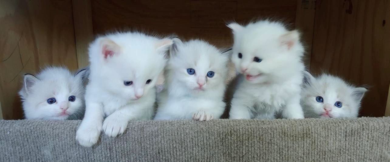 Five Ragdoll kittens lined up on a couch