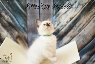 Fluffy Ragdoll kitten